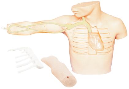 外周靜脈穿刺插管術訓練仿真模型
